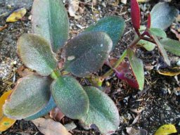Crassula streyi leaves