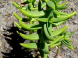 Crassula tetragona