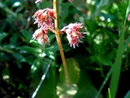 Crassula umbella old flowers