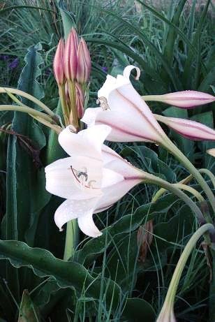 Crinum macowanii flowers