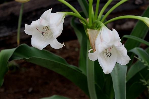 Crinum