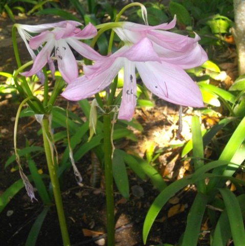 Crinum moorei