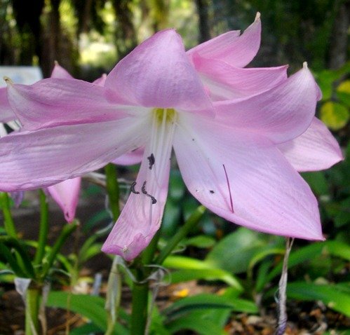 Crinum moorei flower