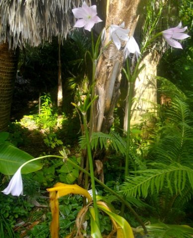 Crinum moorei tall inflorescences