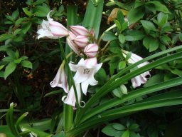 Crinum bulbispermum