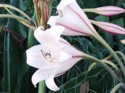 Crinum macowanii flowers