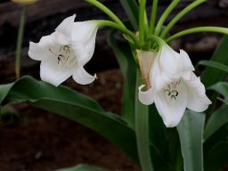 Crinum