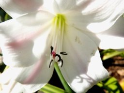 Crinum macowanii inside the flower