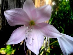 Crinum moorei flower
