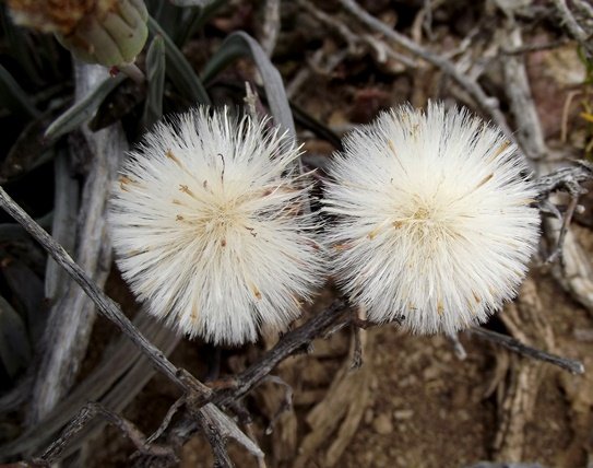 Curio acaulis fluffy fruits