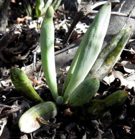 Curio acaulis leaves