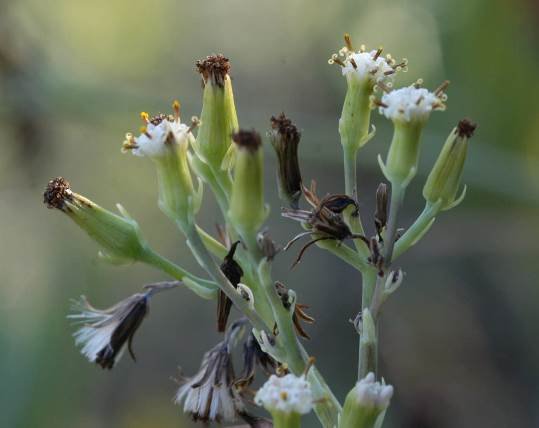 Curio ficoides flowerheads in different stages