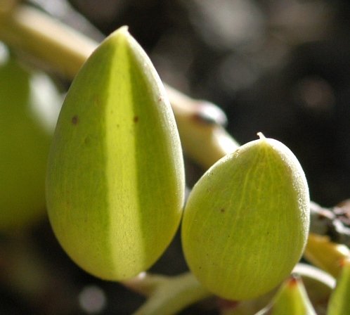 Curio radicans leaf window slit