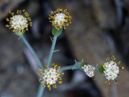 Curio articulatus flowerheads