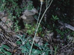 Curio articulatus inflorescence and leaves
