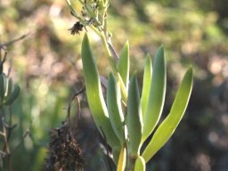 Curio ficoides stem-tip inflorescence