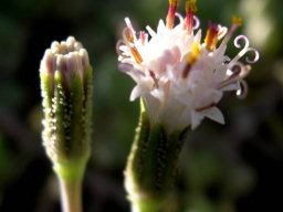 Curio radicans flowerheads