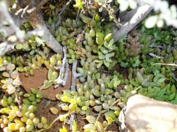 Curio radicans