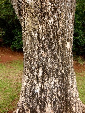 Cussonia spicata trunk