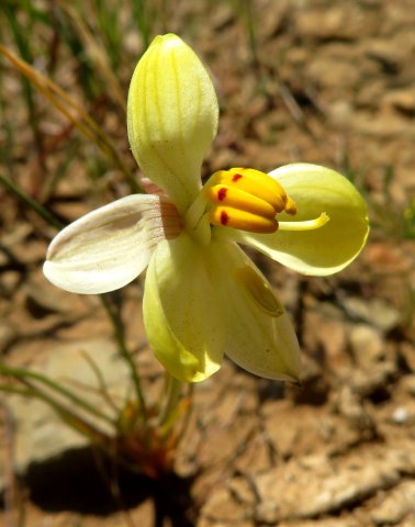 Cyanella alba subsp. flavescens flower
