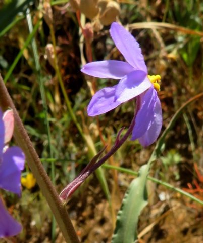 Cyanella hyacinthoides bigger and smaller bracts