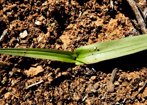 Cyanella lutea leaves