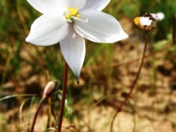 Cyanella alba subsp. alba