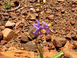 Cyanella hyacinthoides