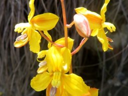 Cyanella lutea subsp. lutea flowers