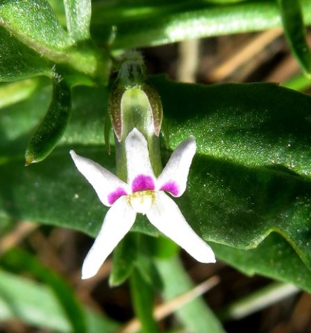 Cyphia crenata flower and leaf