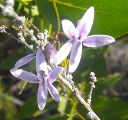 Cyphia volubilis a thirst-quencher to the informed