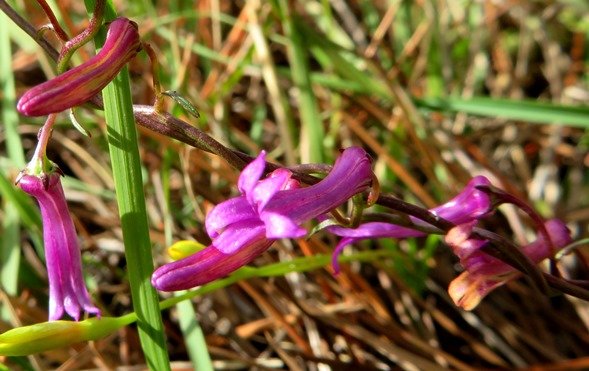 Cyphia volubilis floral stages