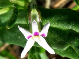 Cyphia crenata flower and leaf
