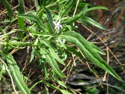 Cyphia crenata leaves