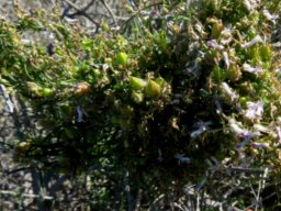Cyphia crenata