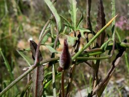 Cyphia digitata leaves