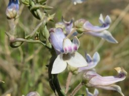 Cyphia digitata flowers