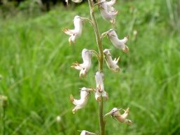 Cyphia longifolia