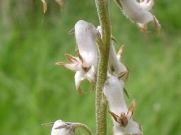 Cyphia longifolia
