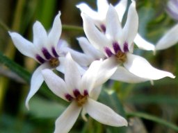 Cyphia sylvatica var. sylvatica 