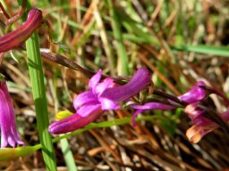 Cyphia volubilis floral stages