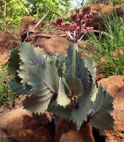 Cyphostemma oleraceum leaves