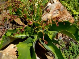 Cyphostemma hardyi leaves