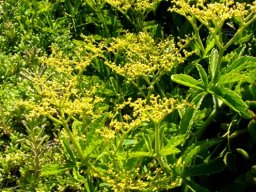 Cyphostemma lanigerum