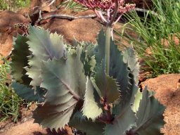 Cyphostemma oleraceum leaves