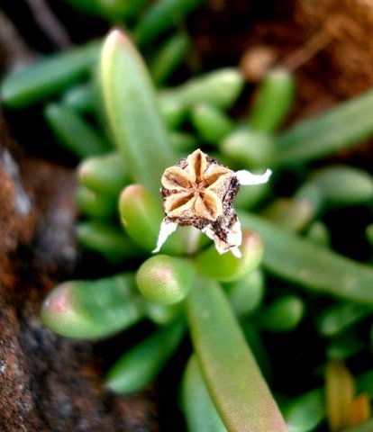 Delosperma basuticum