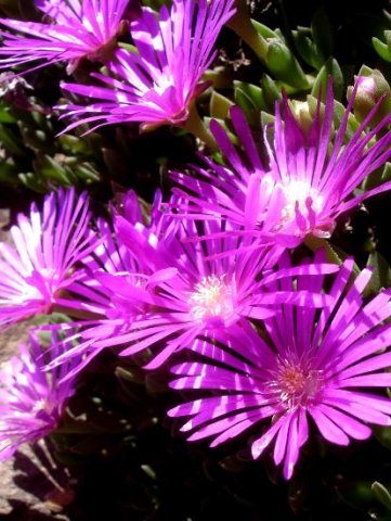 Delosperma lavisiae flowering
