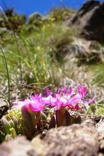 Delosperma lavisiae unusually incurved petals
