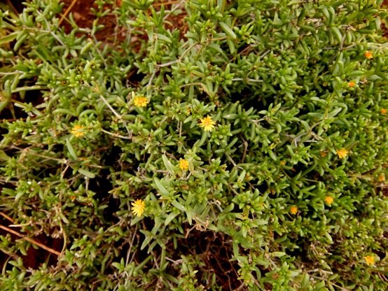 Delosperma leendertziae