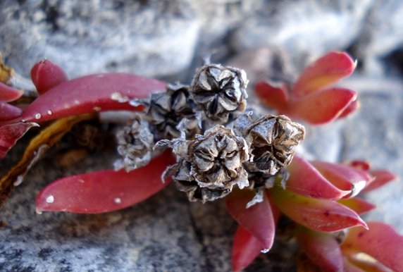 Delosperma litorale fruit capsules